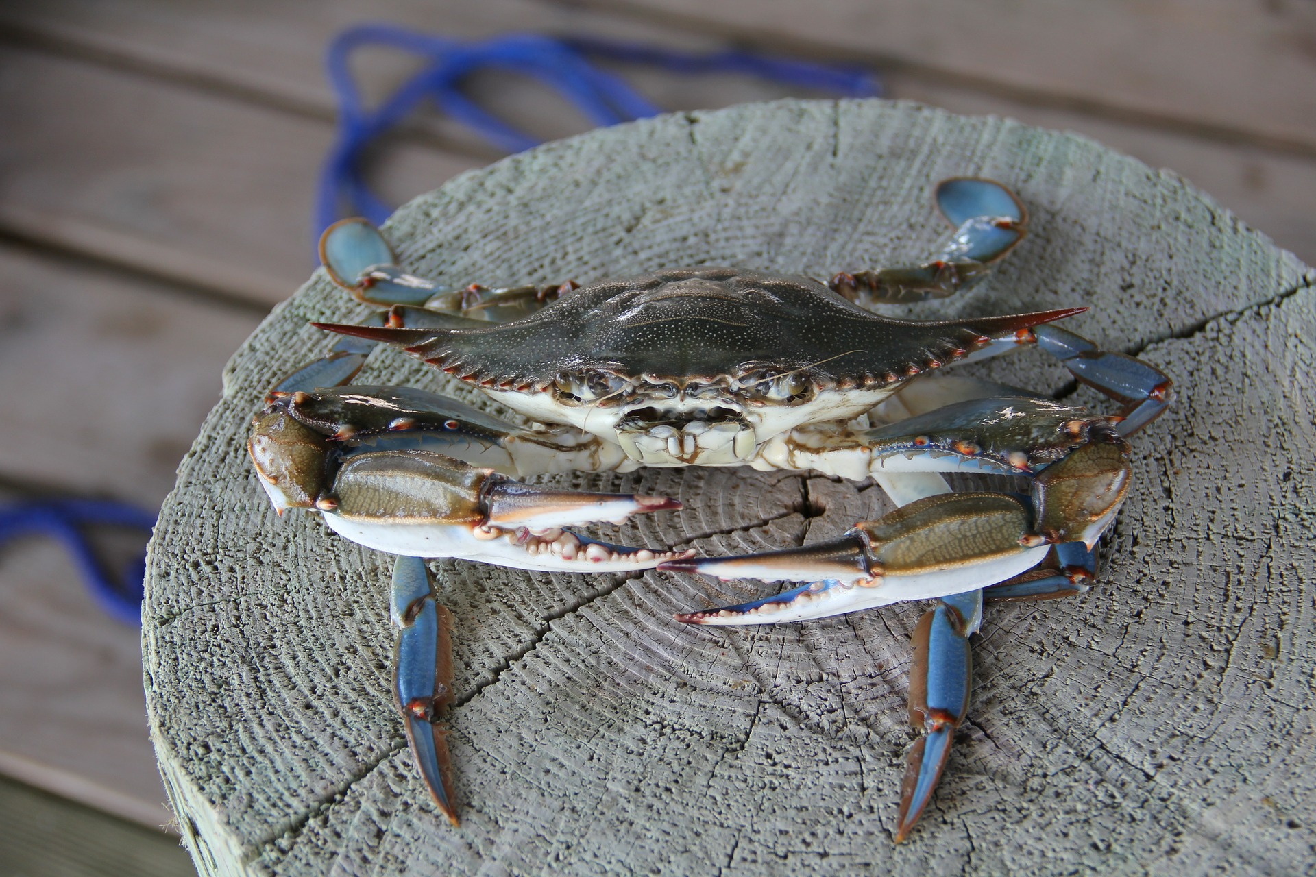 blue-crab-478183_1920
